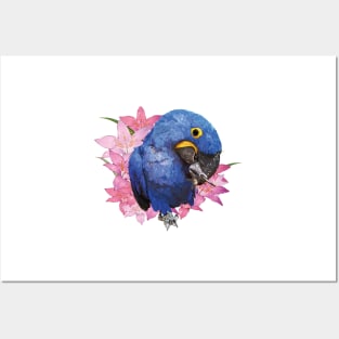 Hyacinth macaw Posters and Art